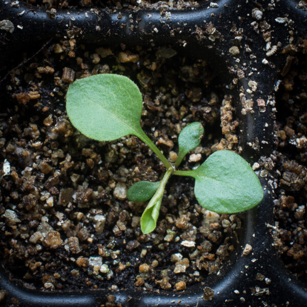 Calico aster seedling, Symphyotrichum lateriflorum.