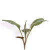 Calico aster seedling on a white background. Symphyotrichum lateriflorum.