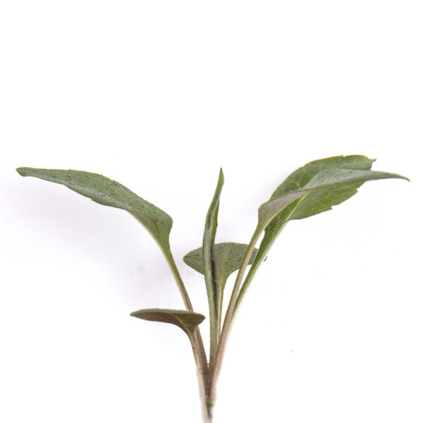 Calico aster seedling on a white background. Symphyotrichum lateriflorum.