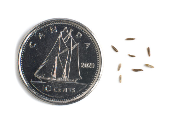 Calico aster seeds on a white background with a dime for size comparison, Symphyotrichum lateriflorum