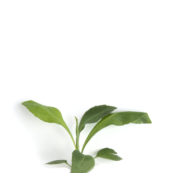 Calico aster seedling on a white background. Symphyotrichum lateriflorum