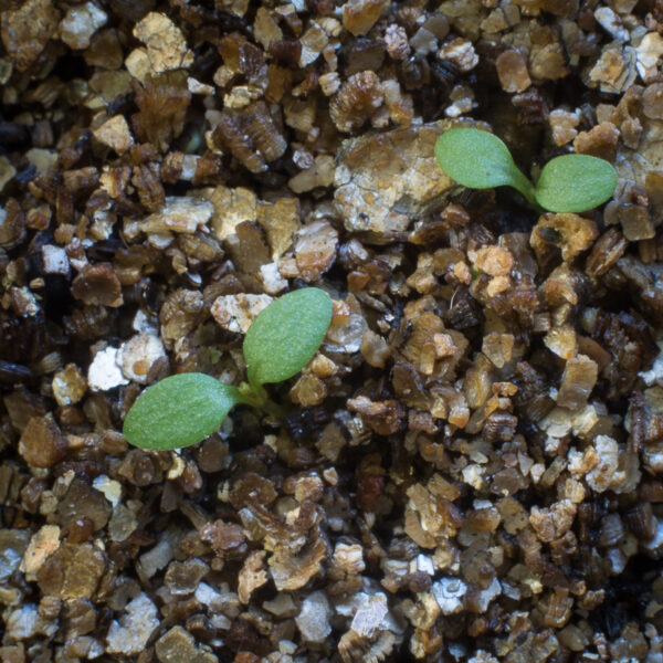 Calico aster seedlings growing in potting soil, Symphyotrichum lateriflorum