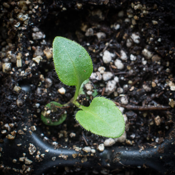 Arrow-leaved aster seedling, first true leaves, Symphyotrichum urophyllum.