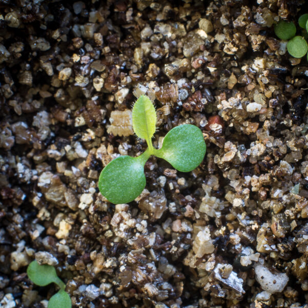 Arrow-leaved aster seedlings growing in potting soil, Symphyotrichum urophyllum.