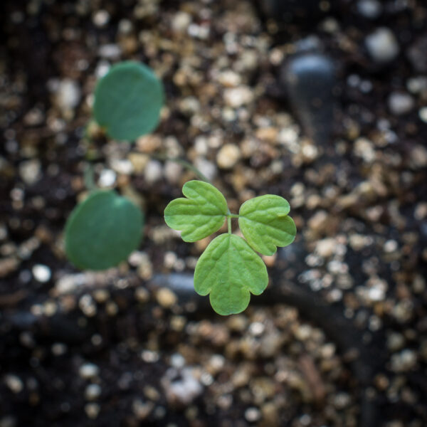 Tall meadow-rue seedling, Thalictrum pubescens.