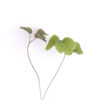 Tall meadow-rue seedling on a white background. Thalictrum pubescens