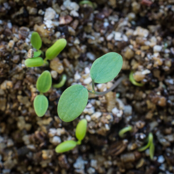 Tall meadow-rue seedlings growing in potting soil, Thalictrum pubescens.