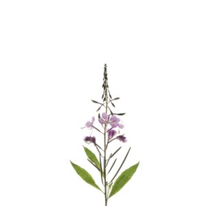 Fireweed flowering on a white background.