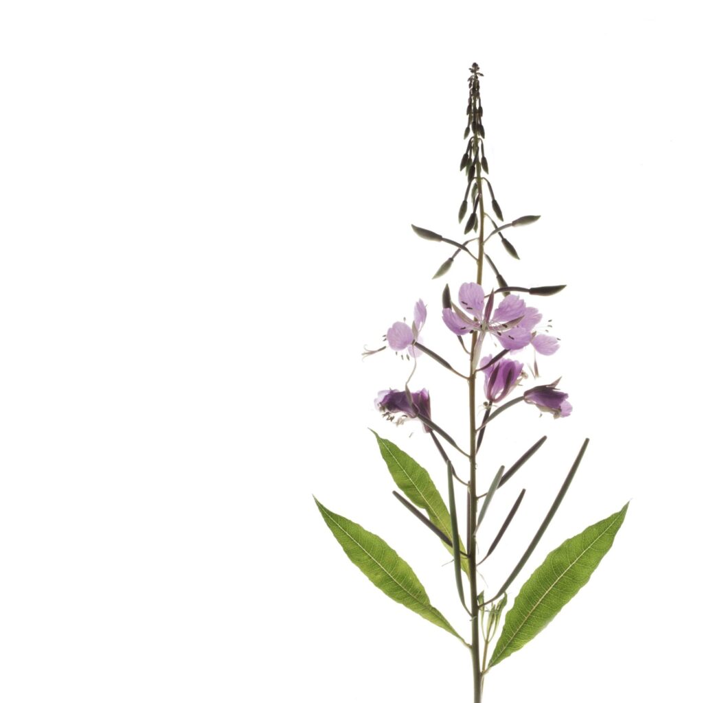 Fireweed flowering on a white background.