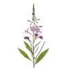 Fireweed flowering on a white background.