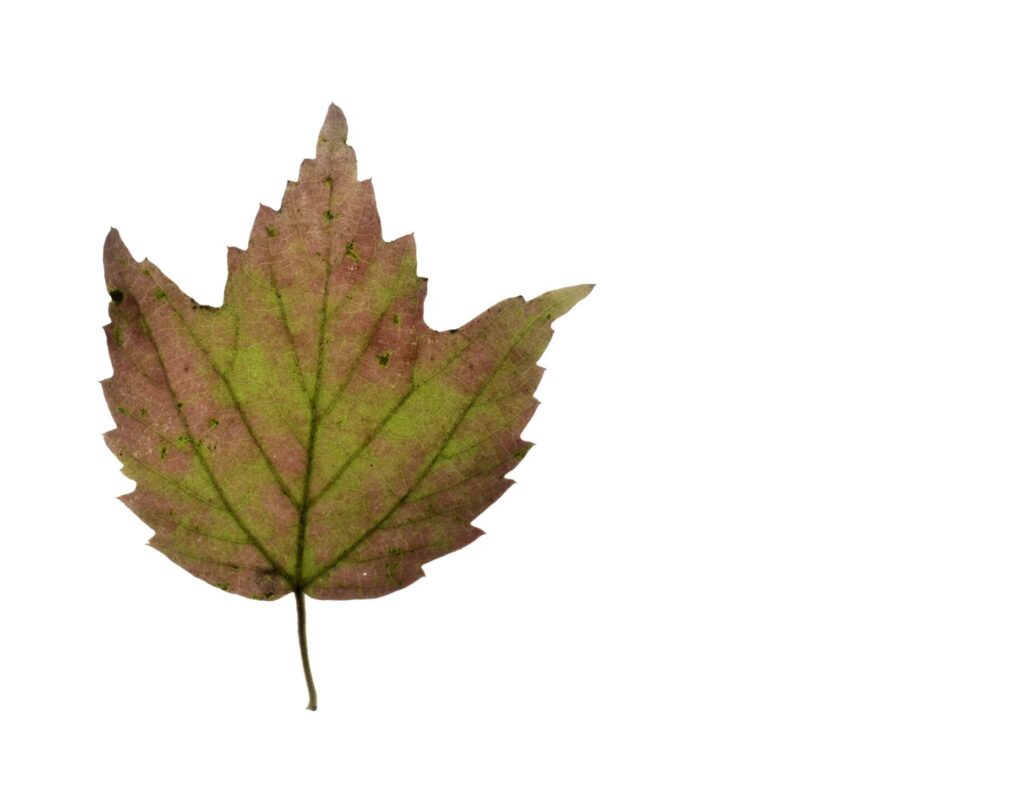 Fall coloured striped maple leaf on a white background.