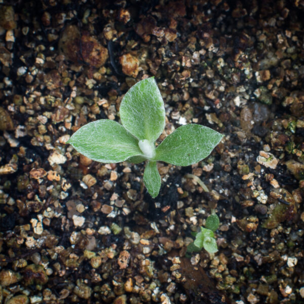 Field pussytoes seedling, Antennaria neglecta.