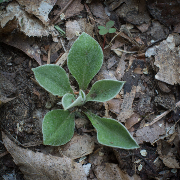 Field pussytoes basal leaves, Antennaria neglecta.