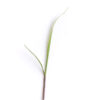 Indiangrass seedling on a white background. Sorghastrum nutans