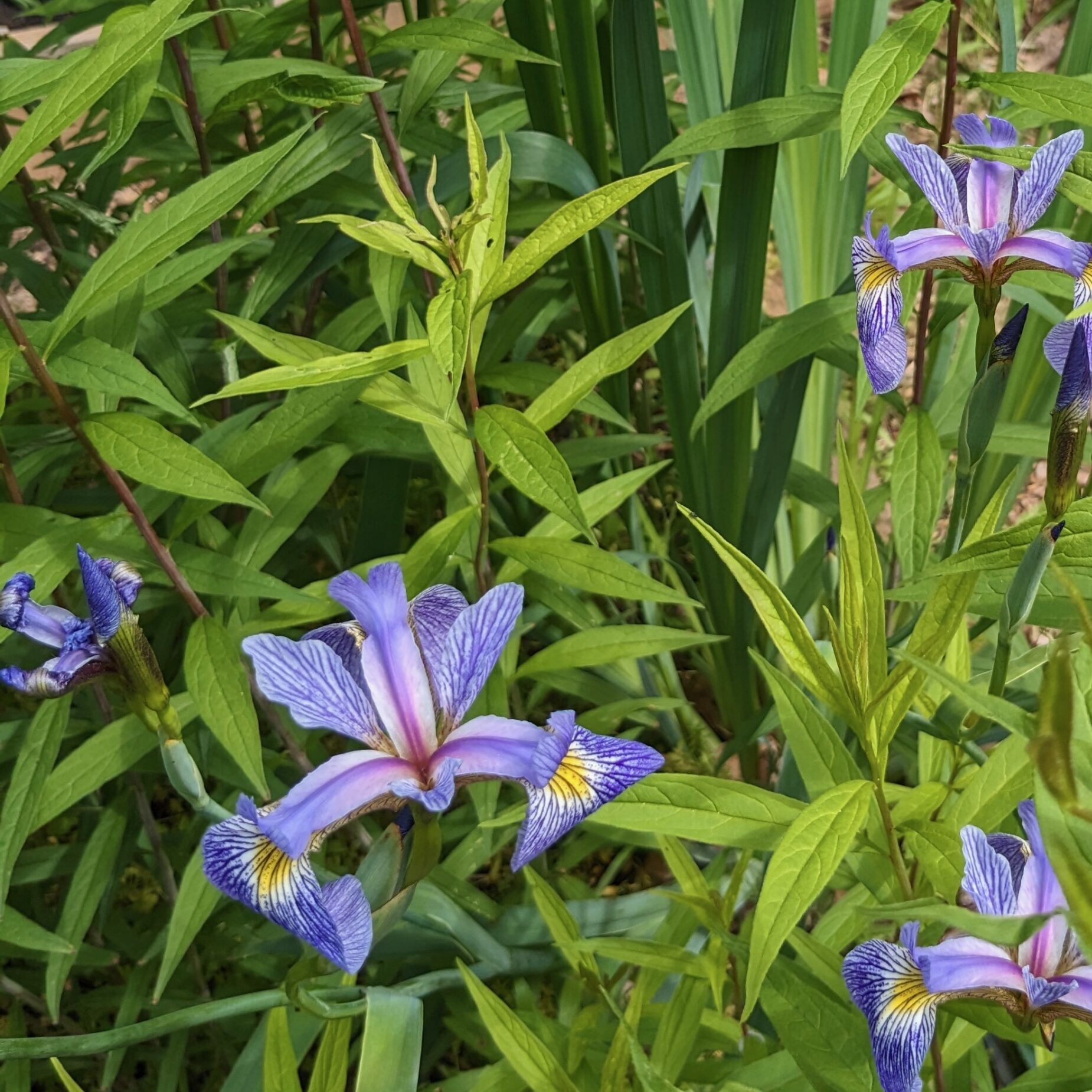 Ontario Native Plant Growing Guide for June